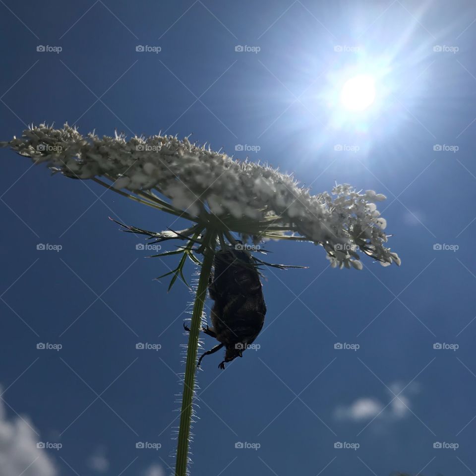 Trübelbachweiher Bug 