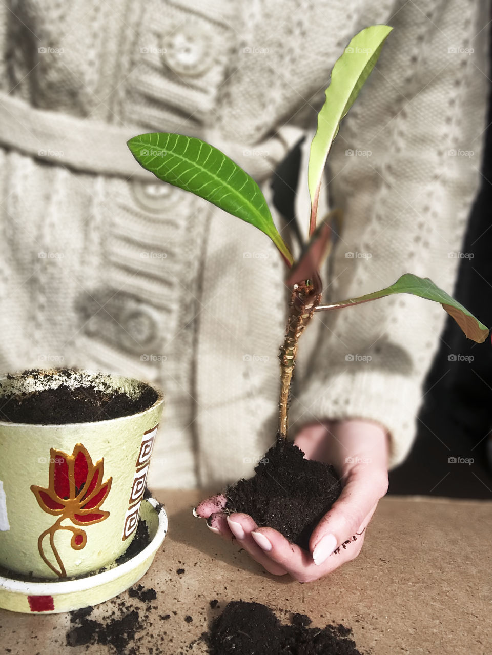 Female hand holding a houseplant before transplantation 