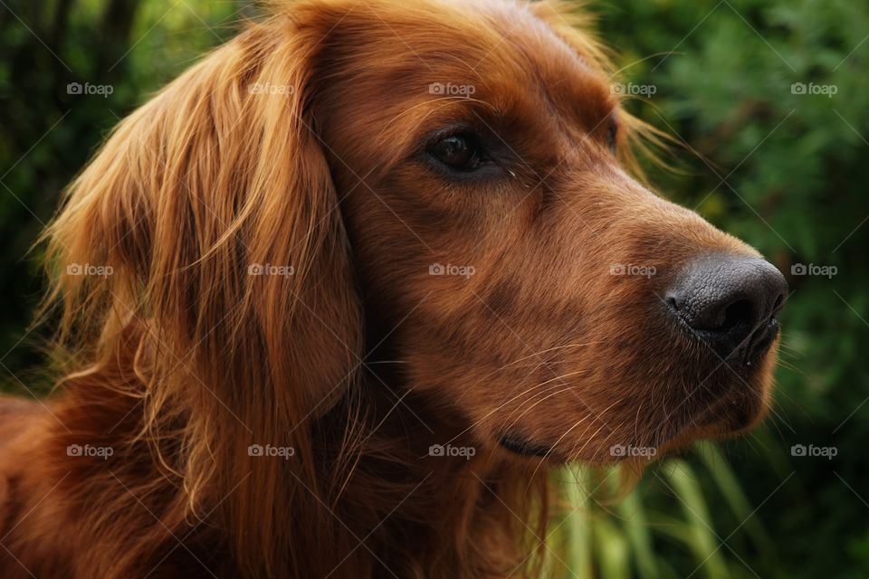 Portrait of Quinn .. Red Setter