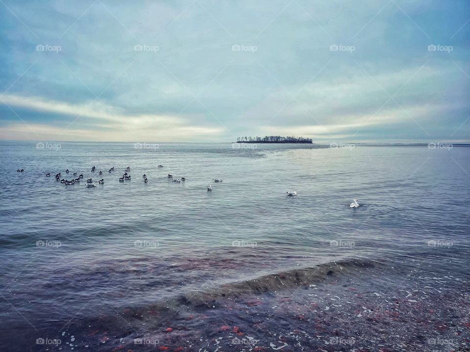 Seagulls floating around near a Connecticut island... 