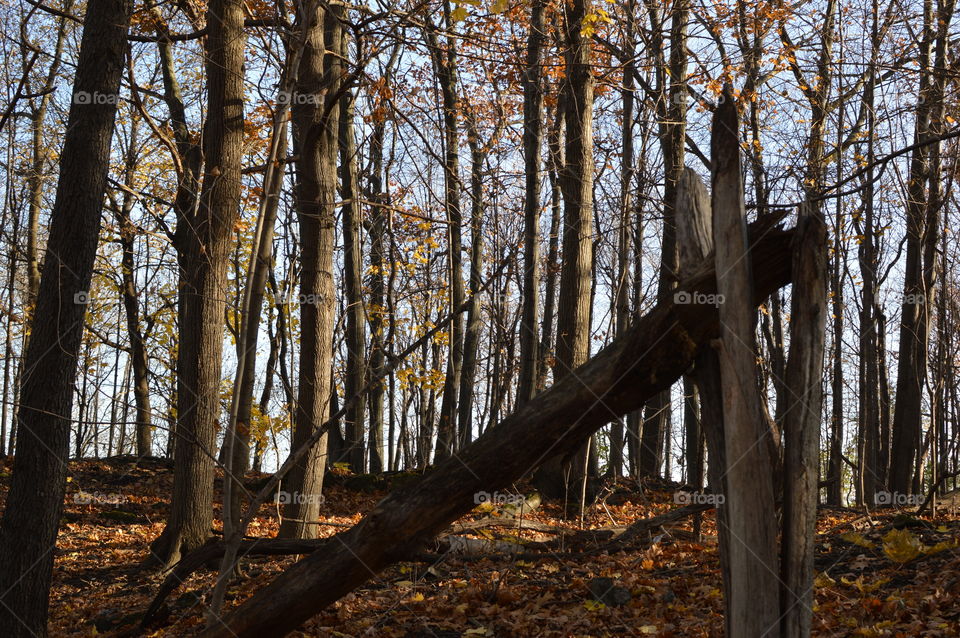 Fallen tree on a forest trail in golden hour sun beautiful nature hike 