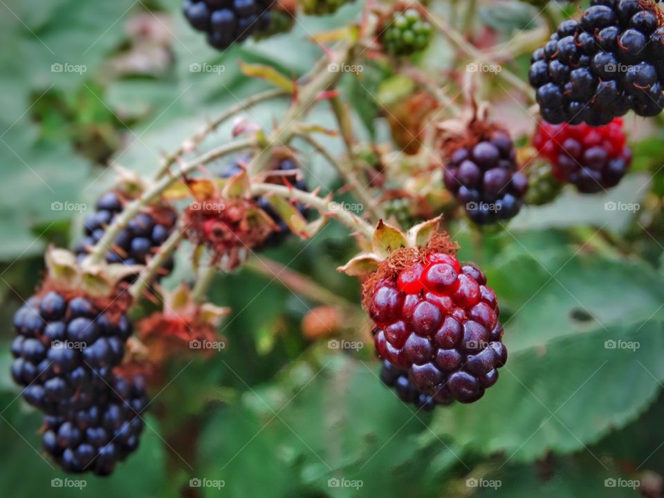 Wild Blackberries. Blackberries Growing Wild On The Oregon Coast
