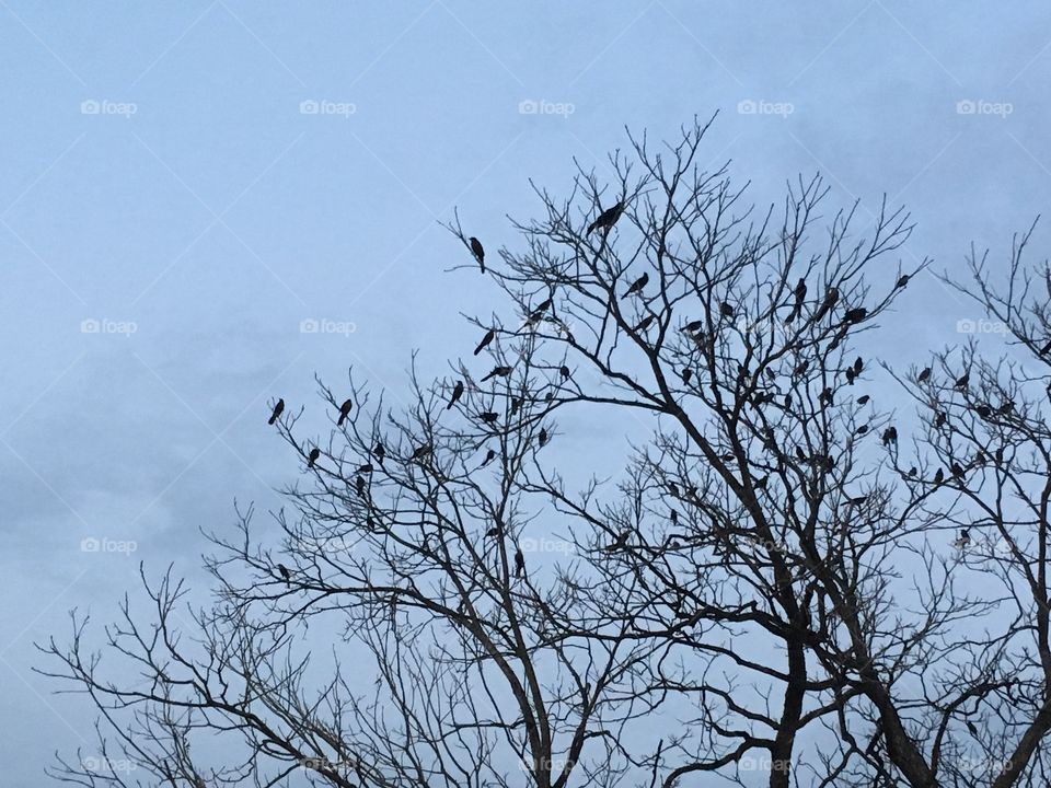 Grackles 