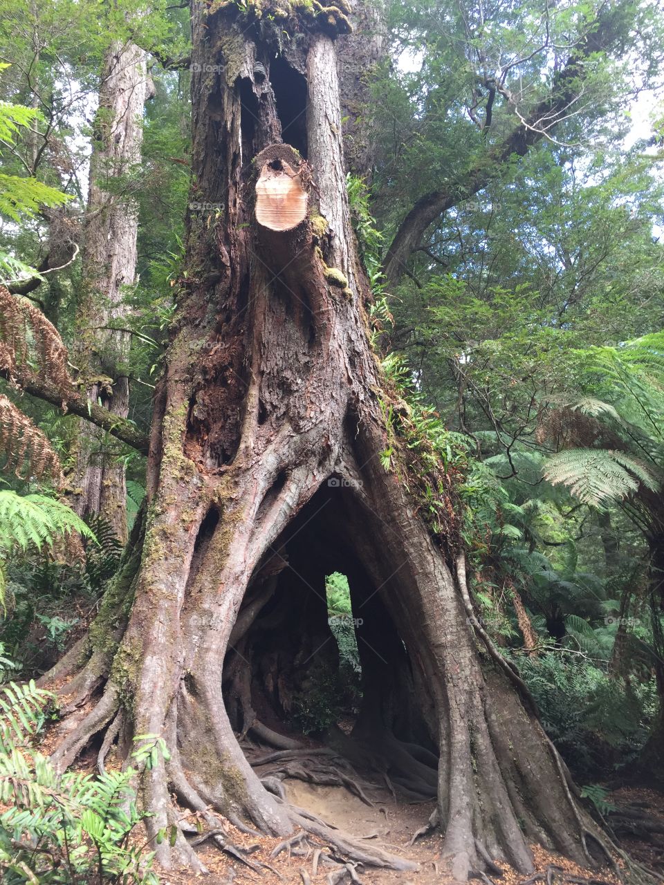 Tree cave in the tropical forest 