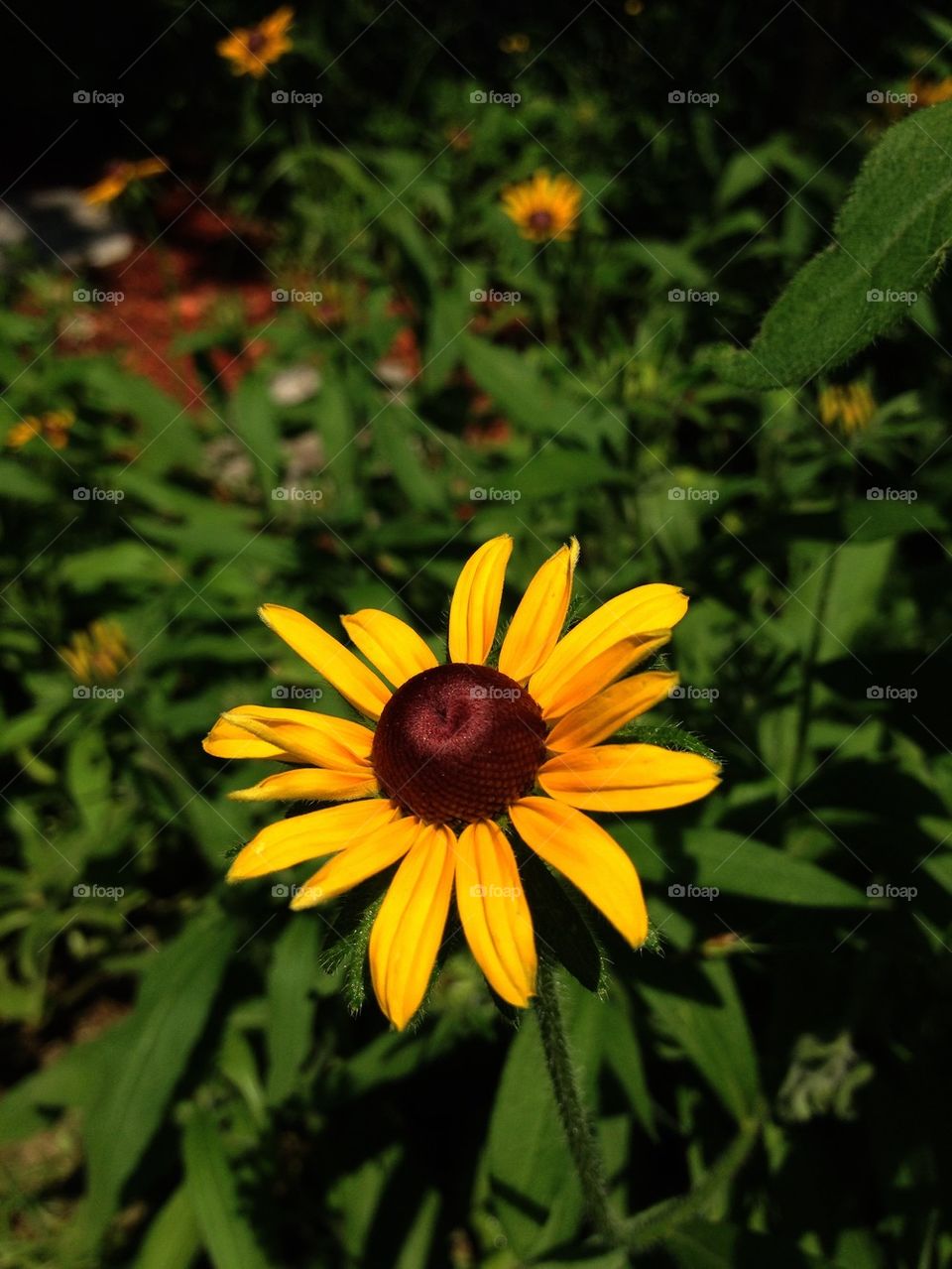 Brown eyed Susan