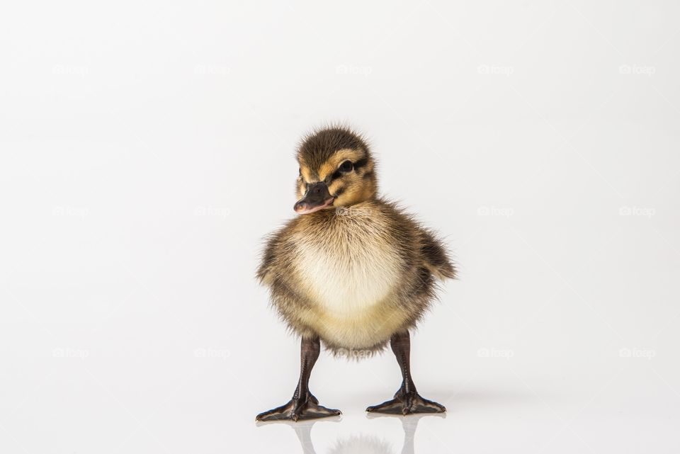 Cute baby duck