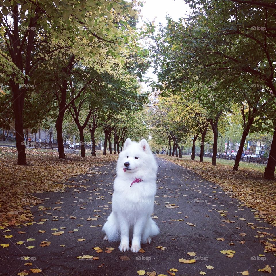 Nature is the most creative author of beauty. Fall is one of the most beautiful season, when thousands of colors dance with the wind. And my samoyed is patiently waiting for winter