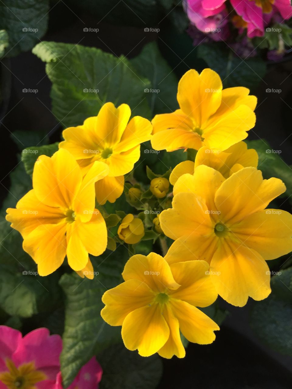 Yellow
Flower