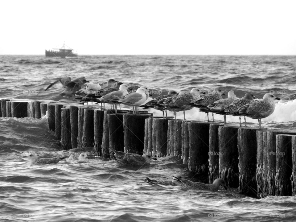 Seagulls sitting on the breakwater