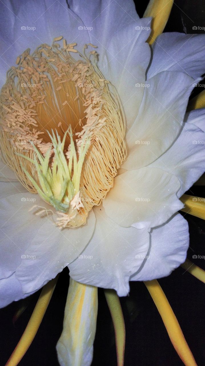 the flower of dragon fruit was blooming in the night