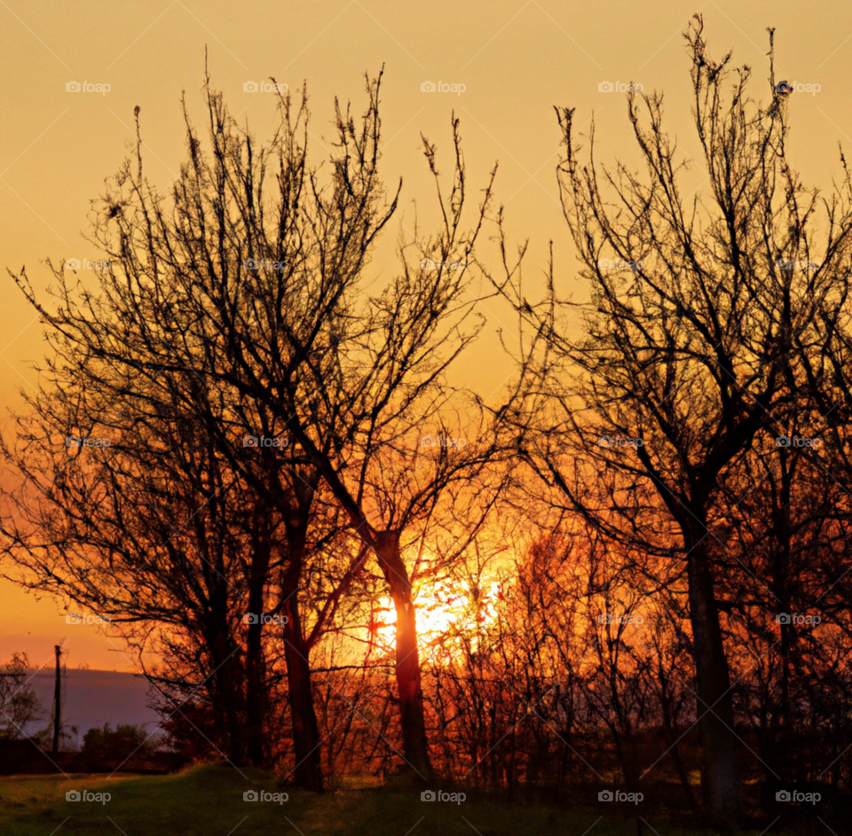 trees in sunset 9