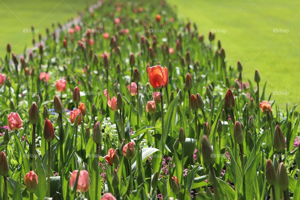 Row of tulips 