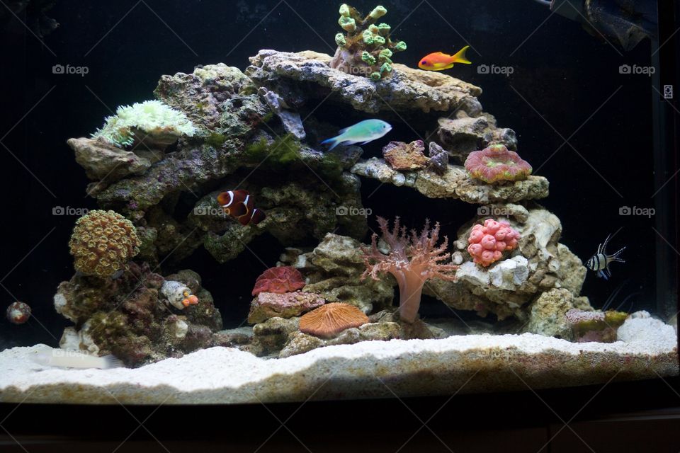 reef