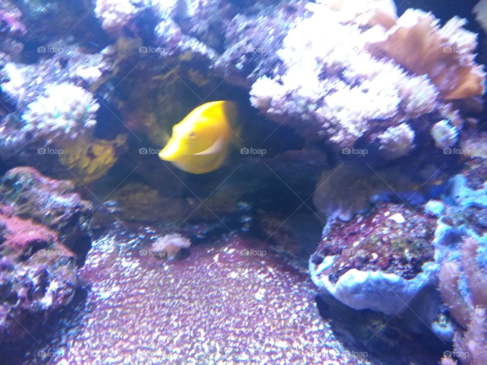 yellow fish in tank