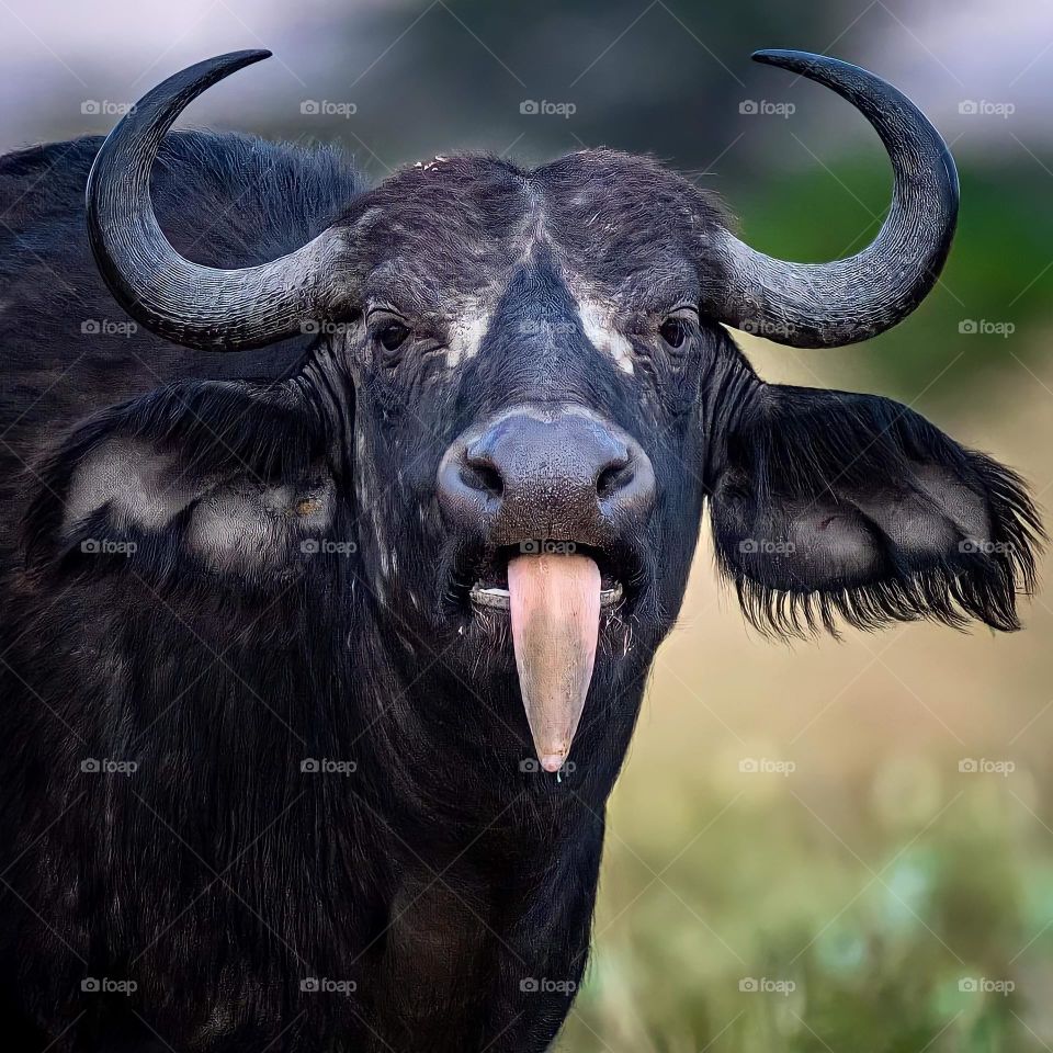 buffalo