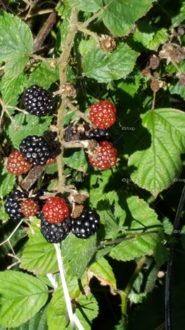 blackberry