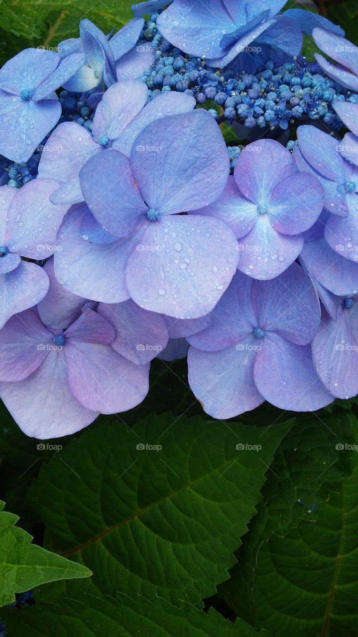 Nature, No Person, Flora, Flower, Summer