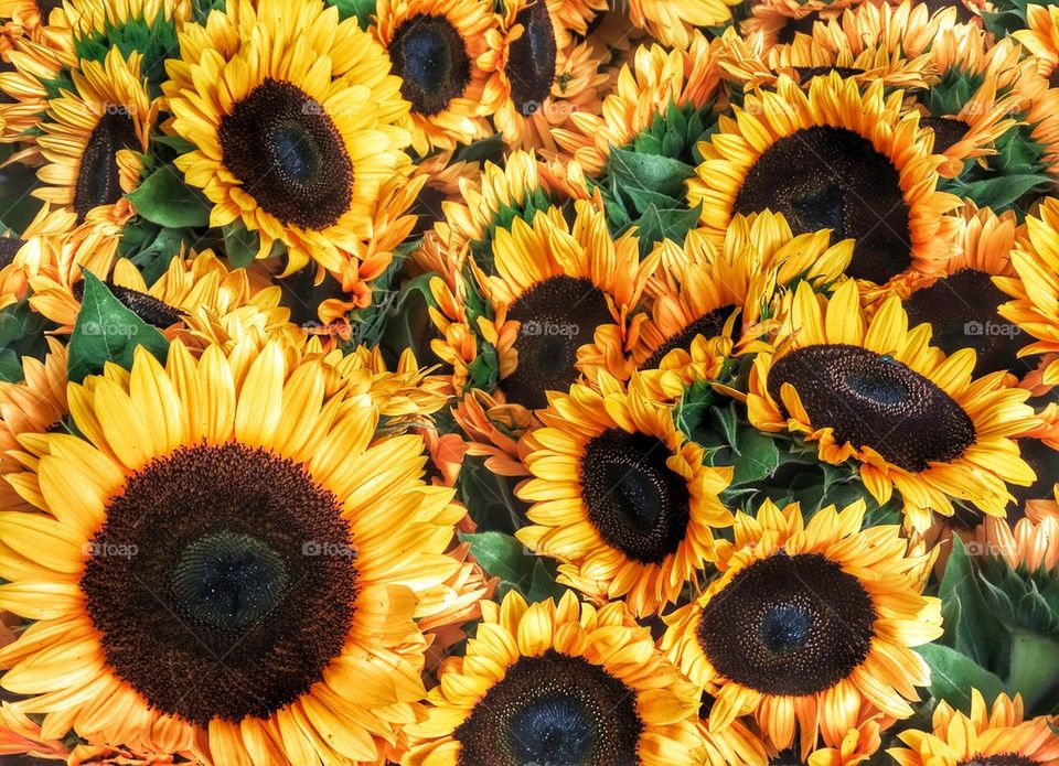 Sunflowers