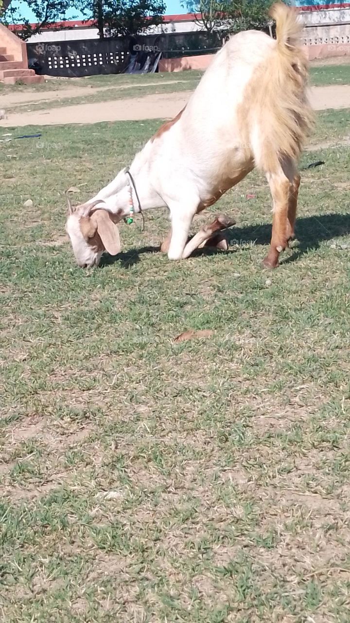 goat in field