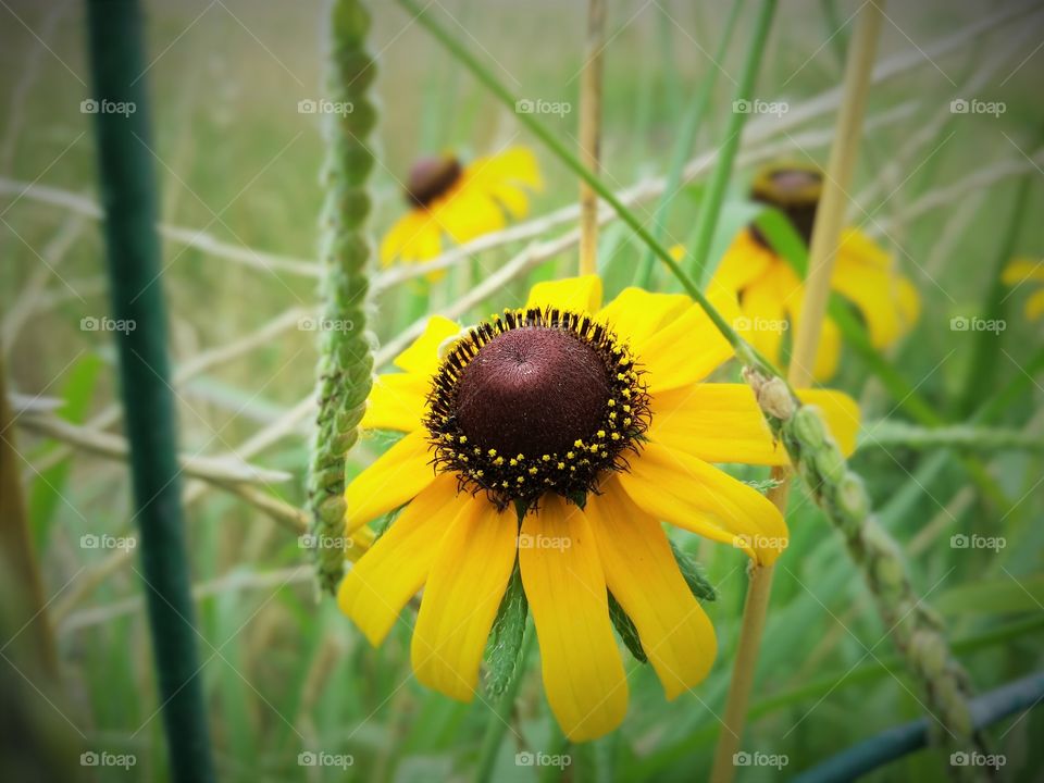 Black-eyed Susans bloom in the summertime in Texas in the tall grass and the heat of the summer