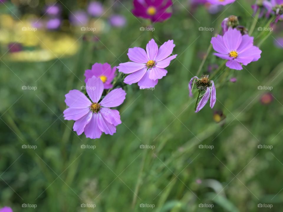 Signs of spring, pink daisies
