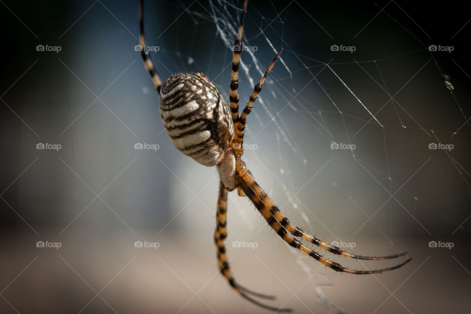 Garden spider
