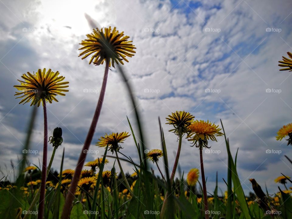 Dandelion

