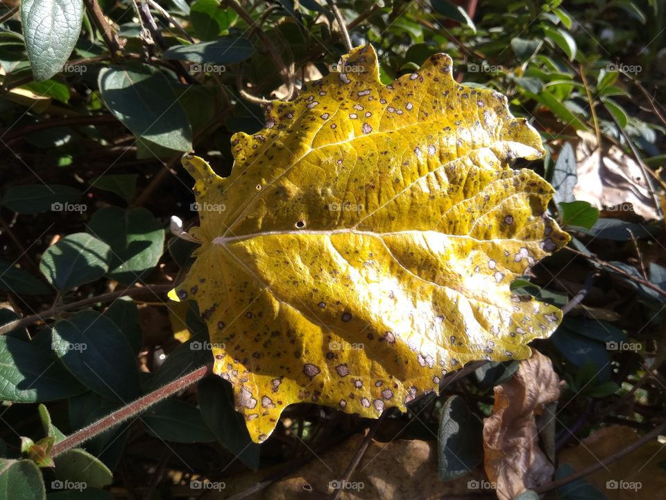Yellow leaf