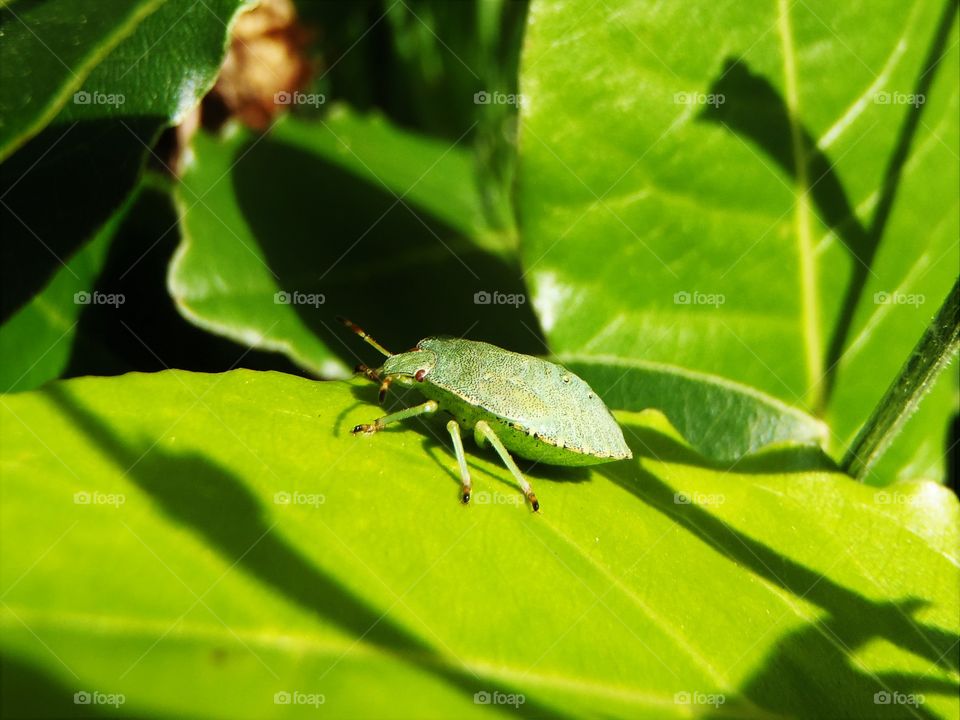 Green stink bug in green 