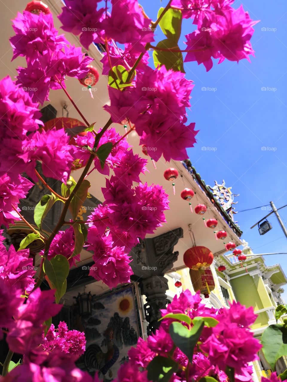 Pink flowers on a tree with traditional Oriental lanterns in the background