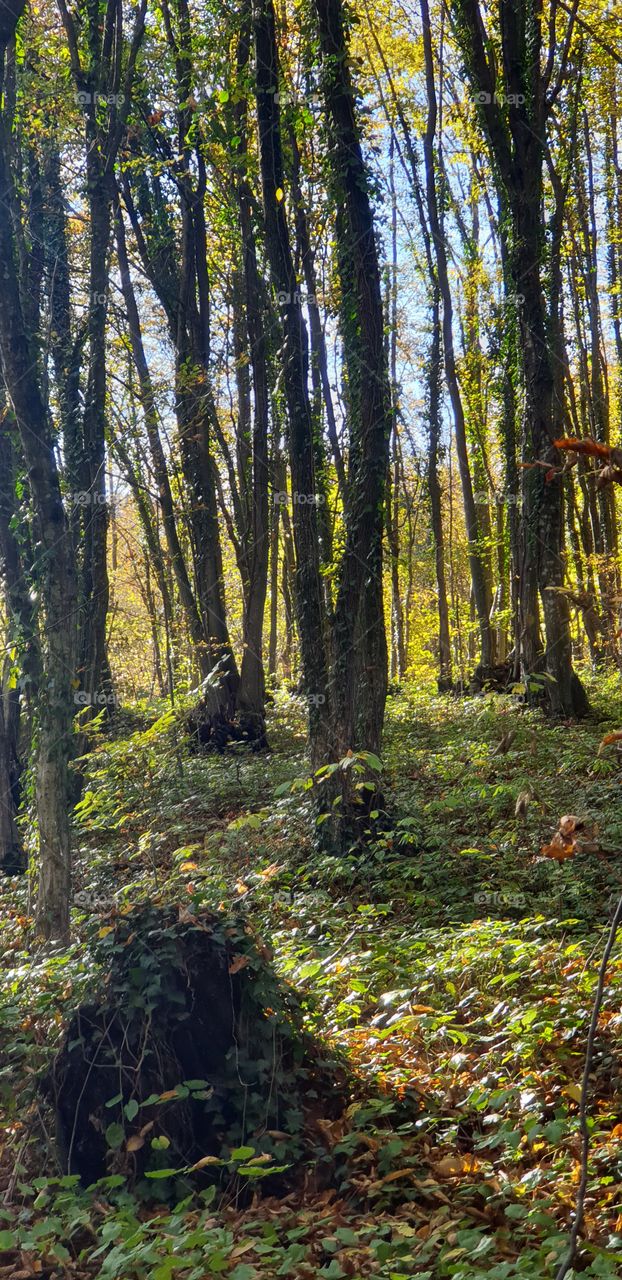 sunny day in the forest