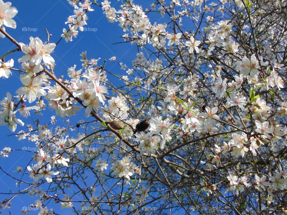 Almond tree with fruits and flowers