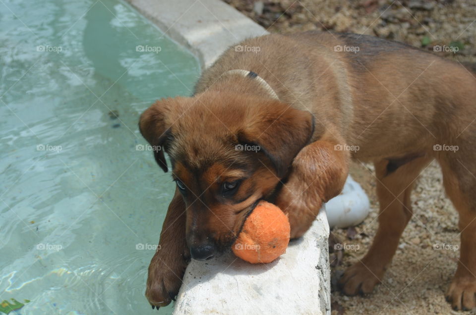 Puppy Rescues Ball. Puppy playing