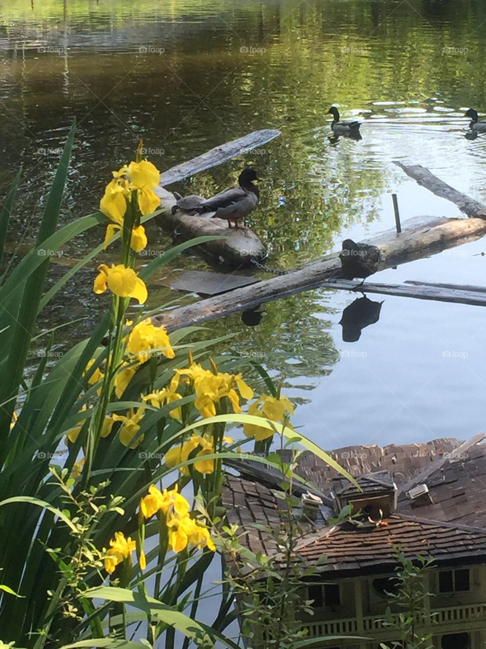 Turtles on pond