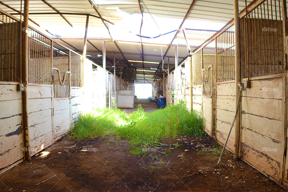 horses found alive Barn in 2013 Moore Oklahoma tornado