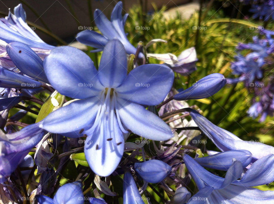 flowers nature flower blue by wiggygirl