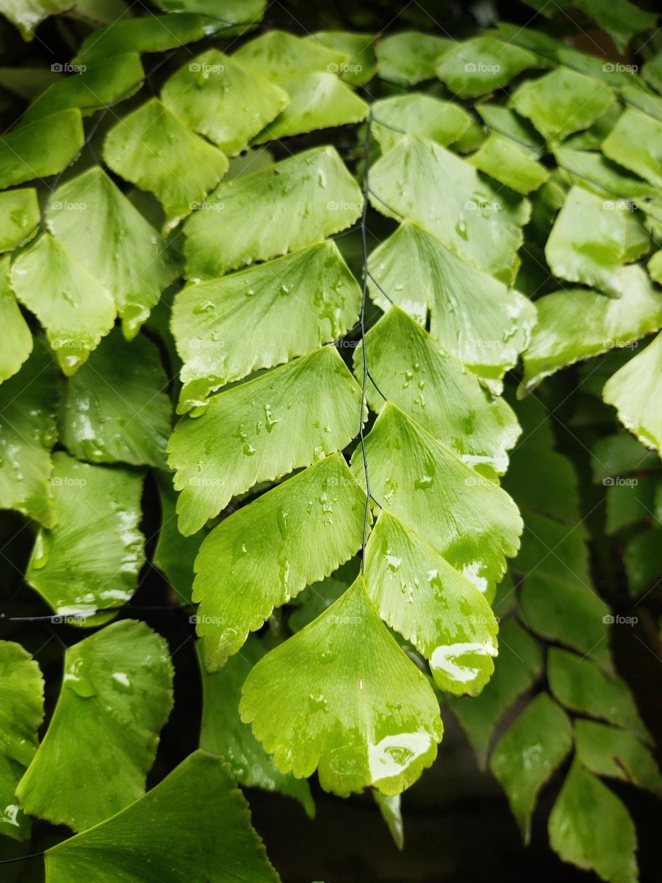 Plants around us 🌱 🪴