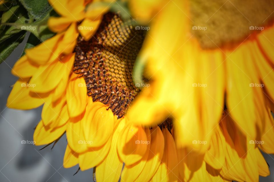 Sunflowers close-up