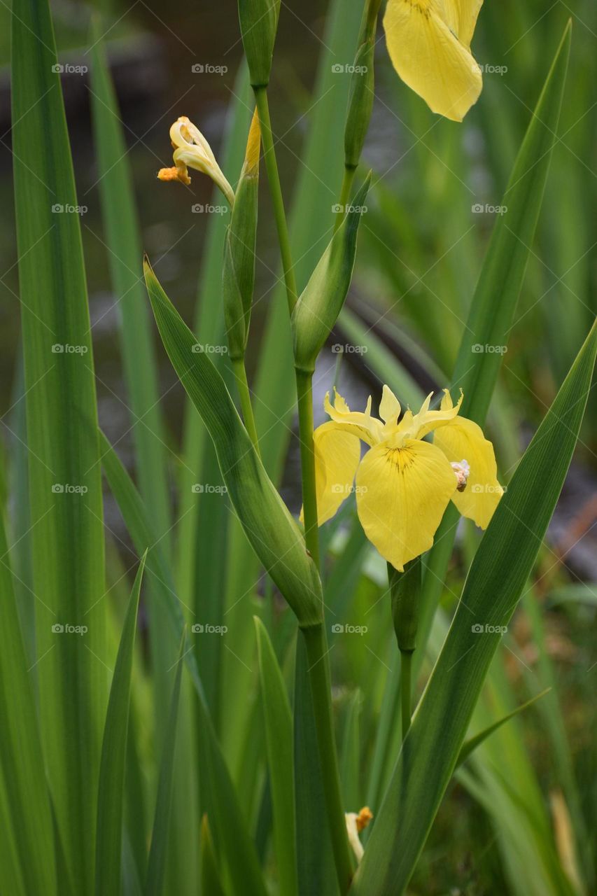 Japanse tuin 