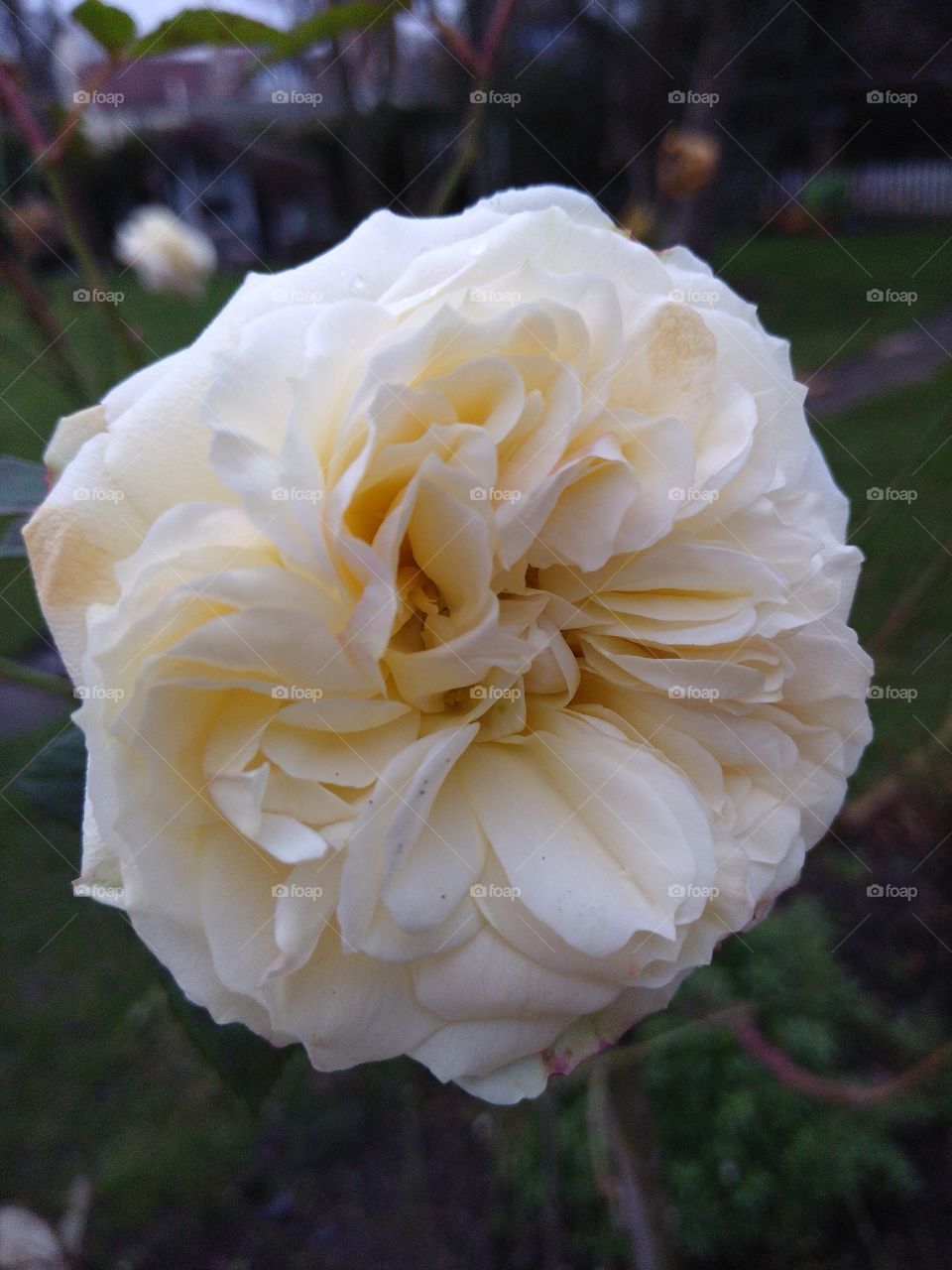 Closeup of large, cream rose
