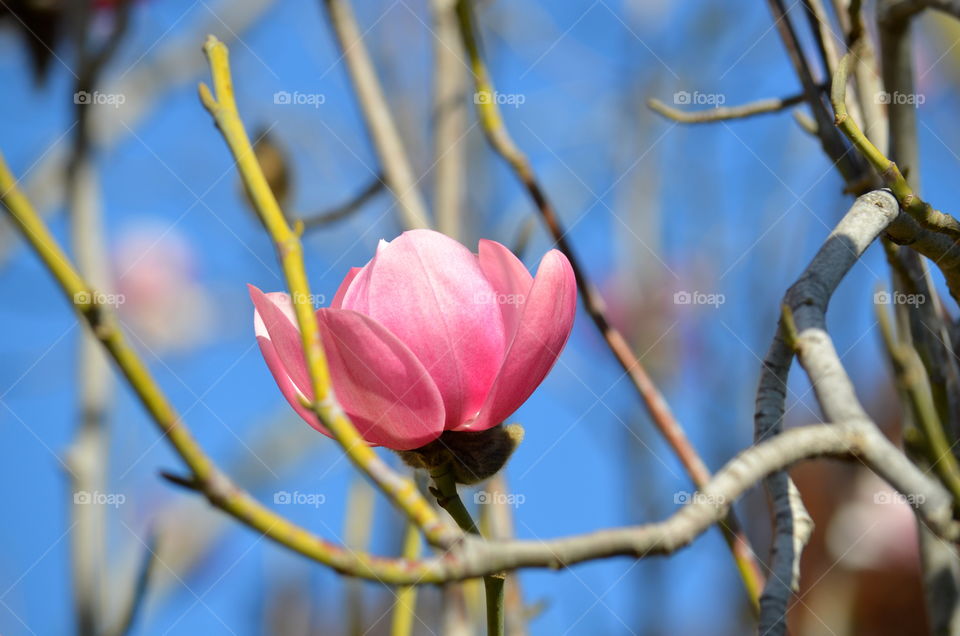 Magnolia