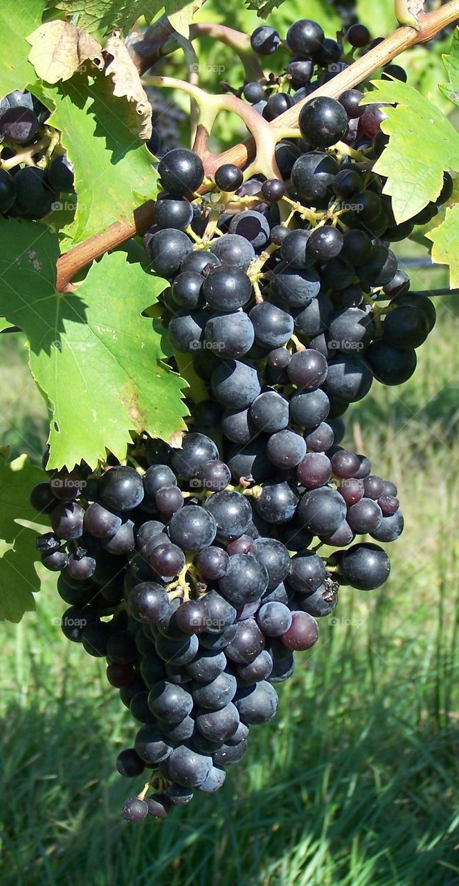 Red Grapes
