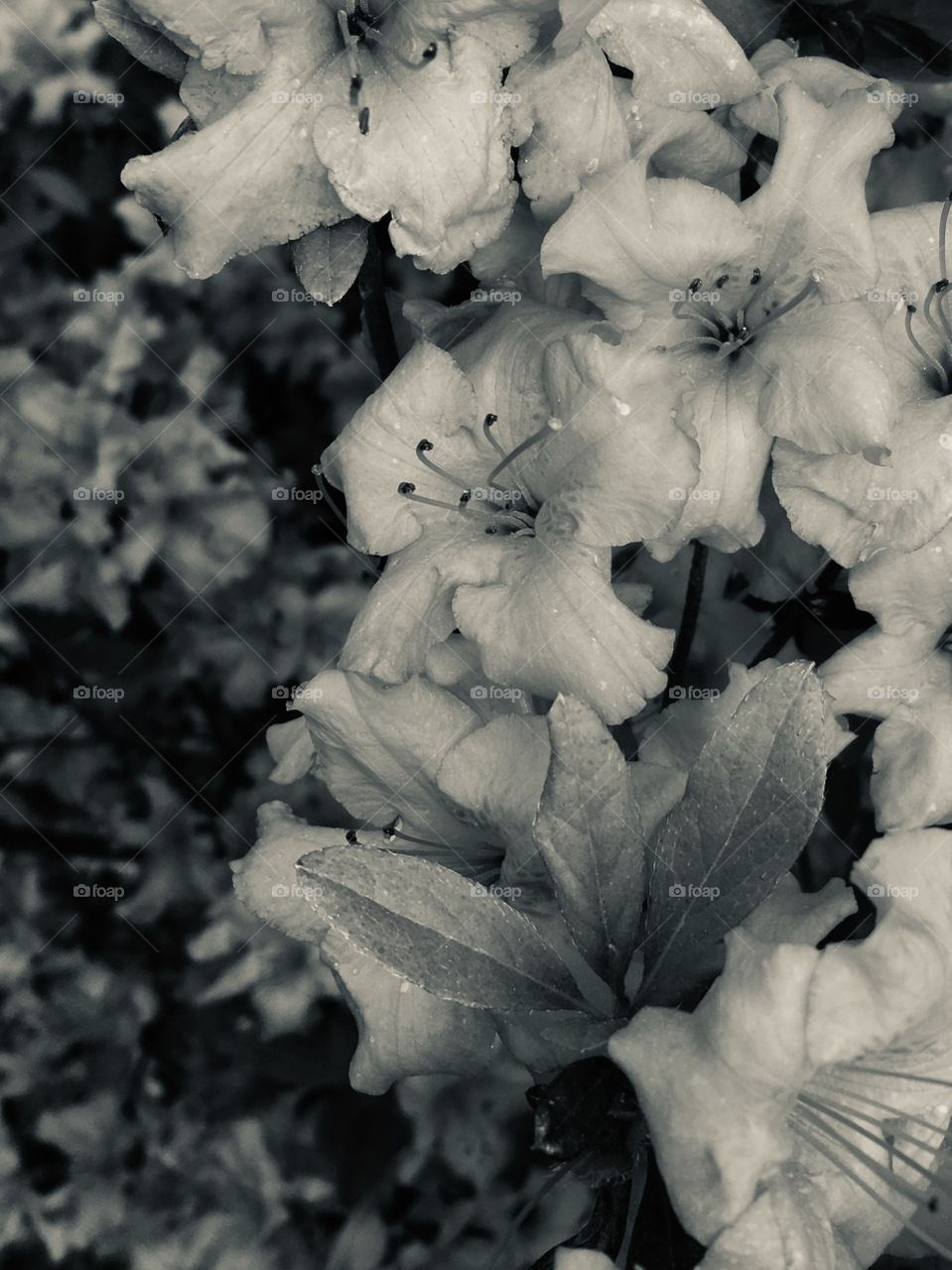 Flowers in black and white 