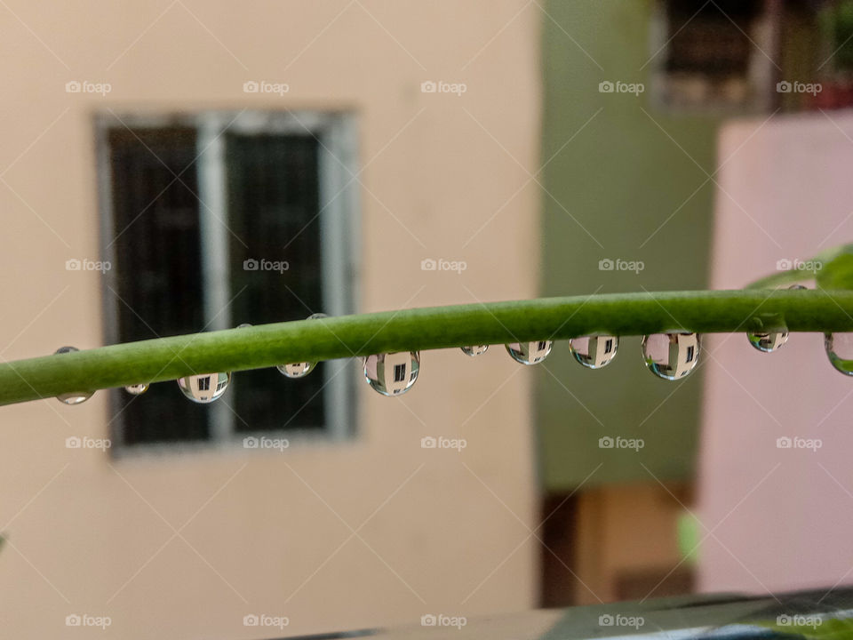 rain on leafs fresh smell