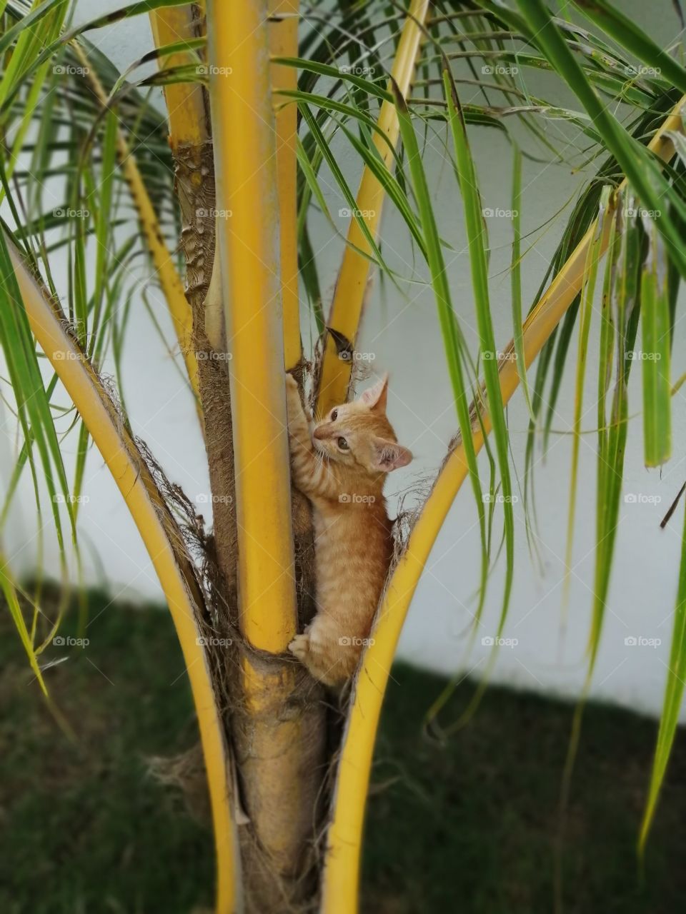My sweet little kitten is climb on the coconut tree.. She's so nice.
She's my camera model.