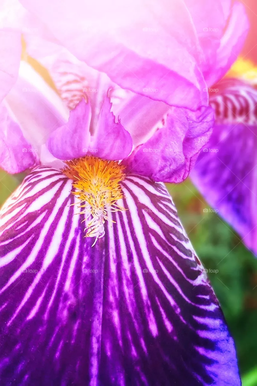 Iris 