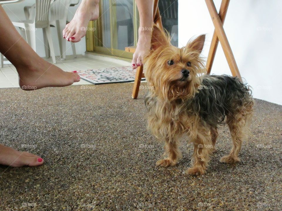 Yorkie puppy