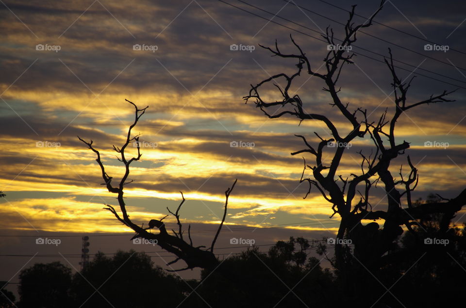 Silhouette of bare trees against dramatic sky