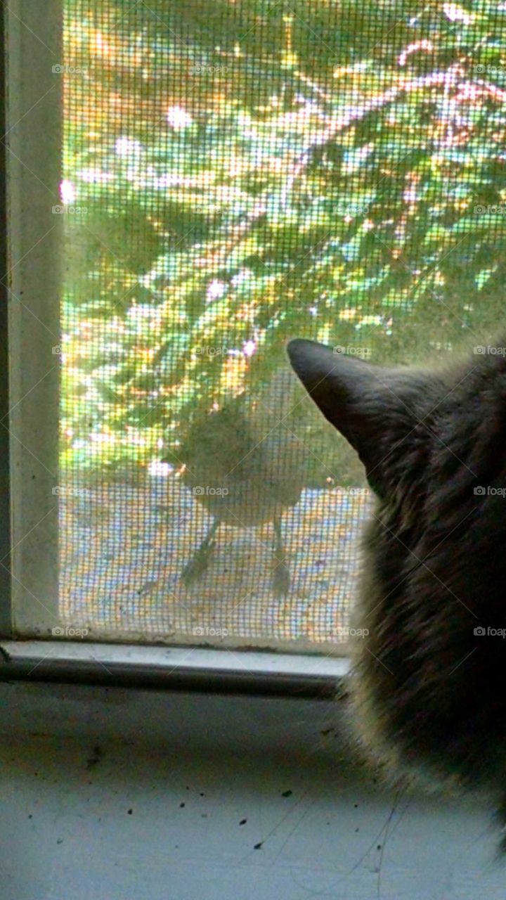 Bird watching cat