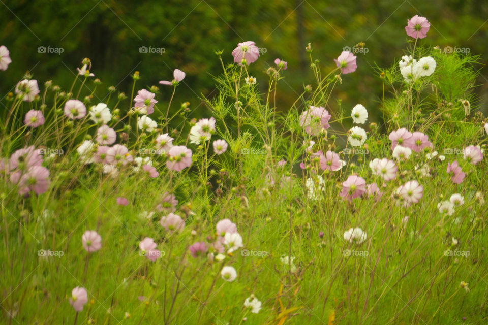 New England Wildflowers